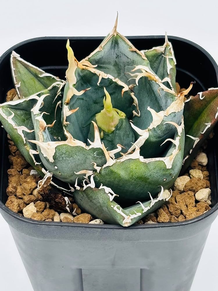 Amazon｜アガベ チタノタ 白鯨/Agave titanota 'White Whale